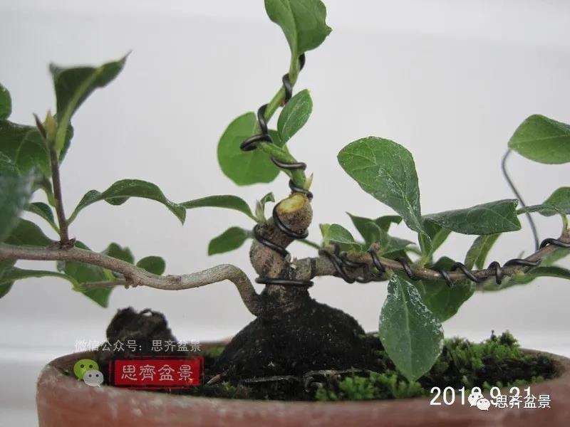 图解 矮霸老鸦柿10年制作成微型盆景的过程