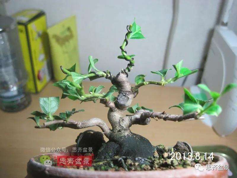 图解 矮霸老鸦柿10年制作成微型盆景的过程