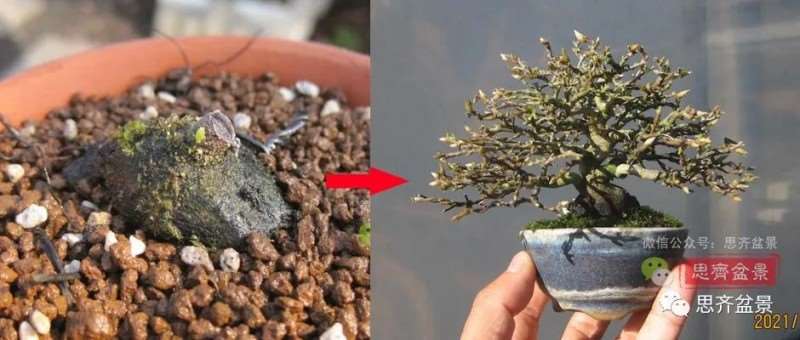 图解 矮霸老鸦柿10年制作成微型盆景的过程