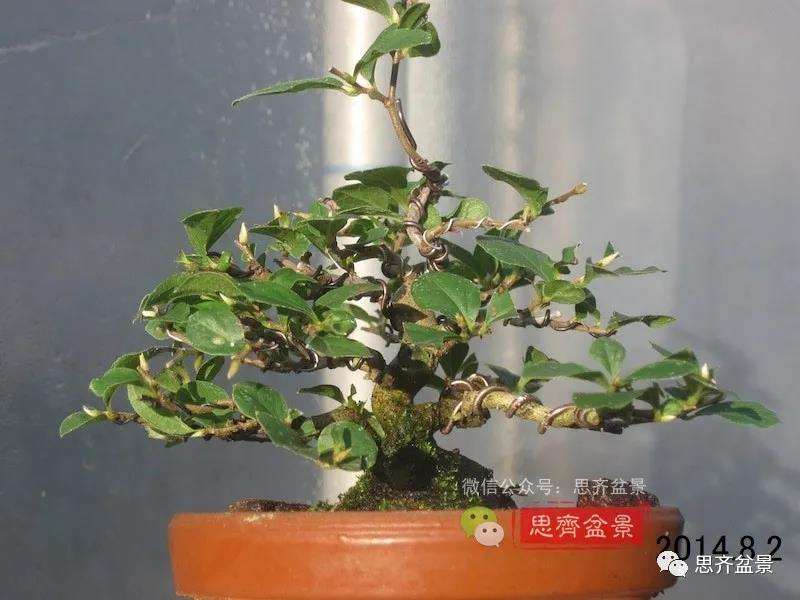 图解 矮霸老鸦柿10年制作成微型盆景的过程