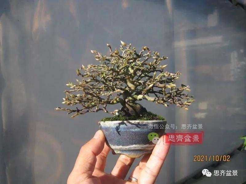 图解 矮霸老鸦柿10年制作成微型盆景的过程