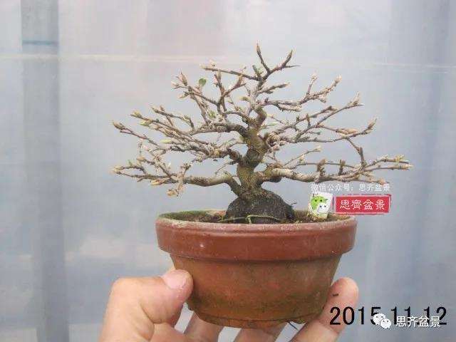 图解 矮霸老鸦柿10年制作成微型盆景的过程