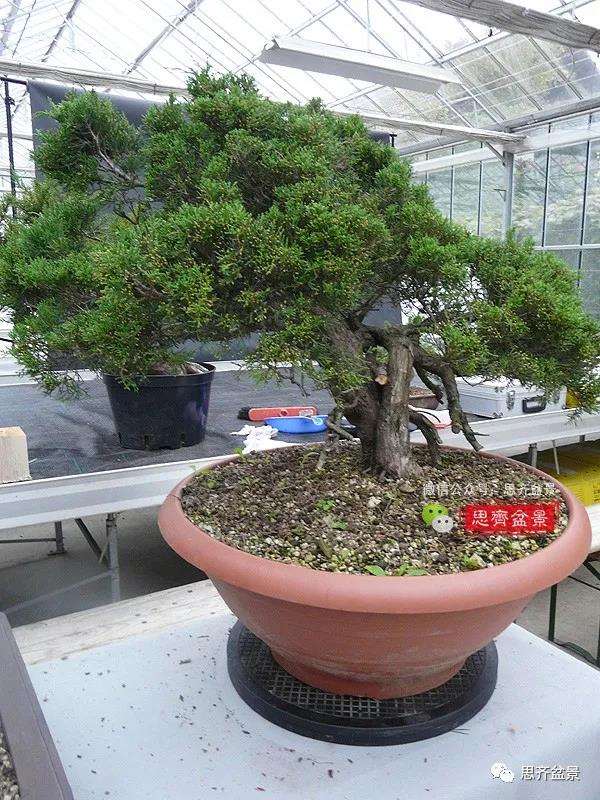 图解 真柏盆景5年的制作培养过程