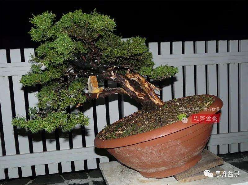 图解 真柏盆景5年的制作培养过程