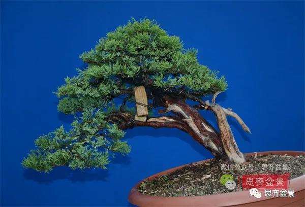 图解 真柏盆景5年的制作培养过程