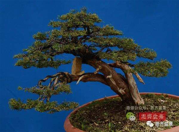 图解 真柏盆景5年的制作培养过程