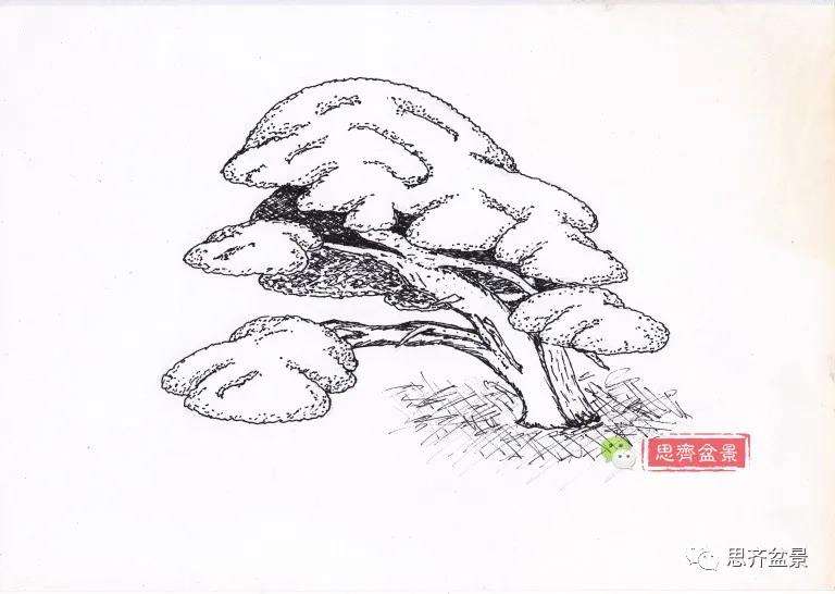 图解 真柏盆景5年的制作培养过程