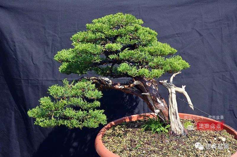 图解 真柏盆景5年的制作培养过程