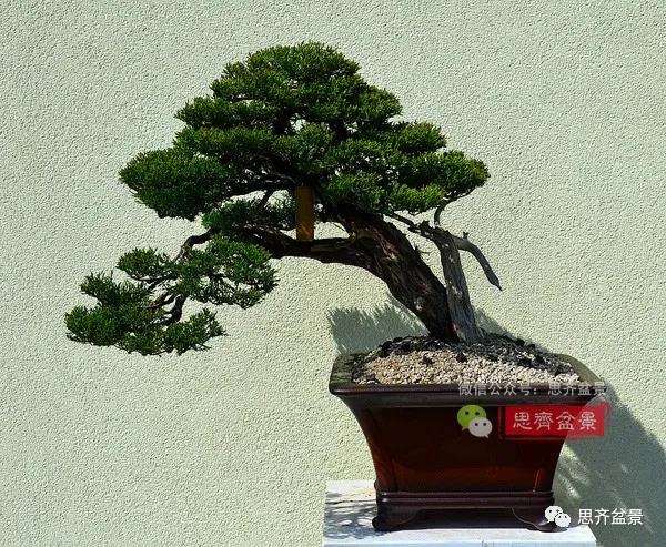 图解 真柏盆景5年的制作培养过程