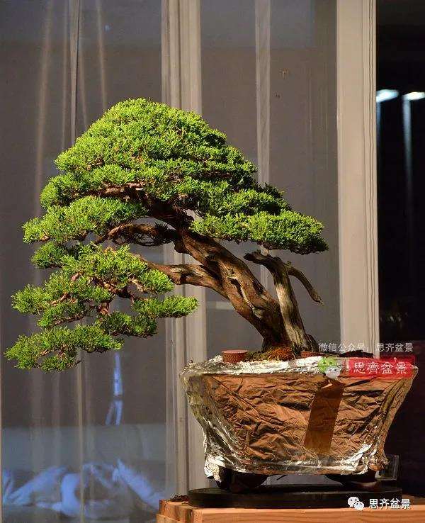 图解 真柏盆景5年的制作培养过程