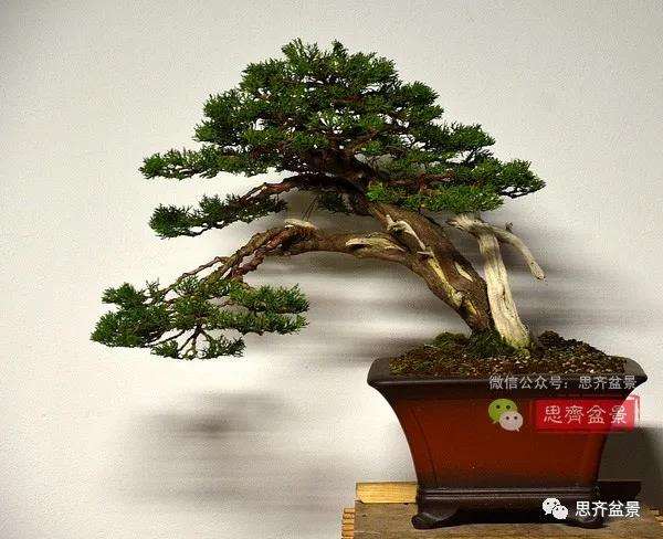 图解 真柏盆景5年的制作培养过程