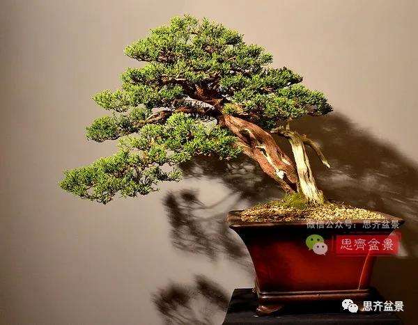 图解 真柏盆景5年的制作培养过程