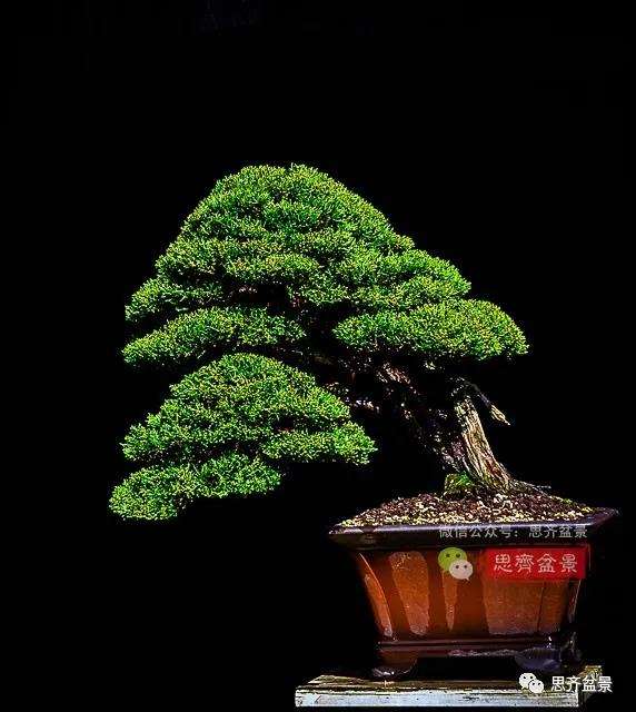 图解 真柏盆景5年的制作培养过程
