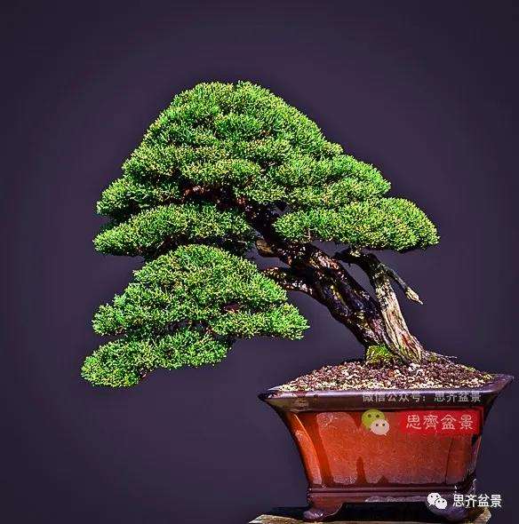 图解 真柏盆景5年的制作培养过程