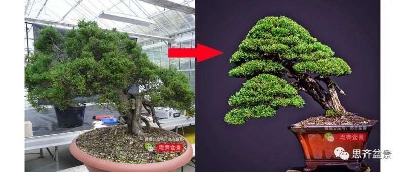 图解 真柏盆景5年的制作培养过程
