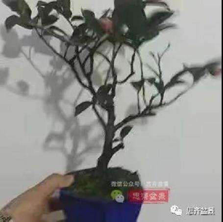 图解 茶梅熟桩25个月怎么制作成微型盆景