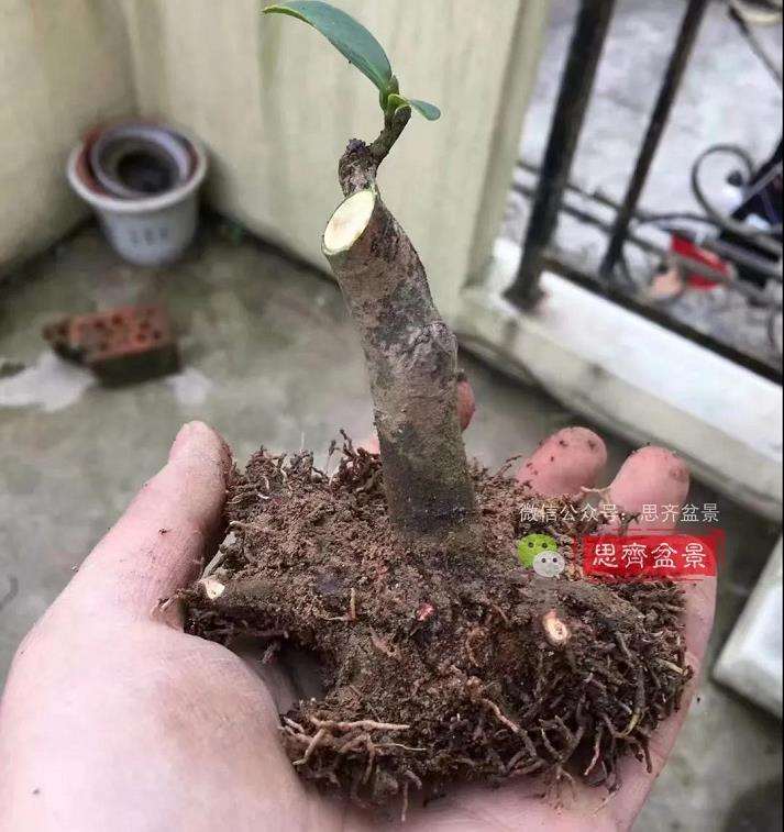 图解 茶梅熟桩25个月怎么制作成微型盆景