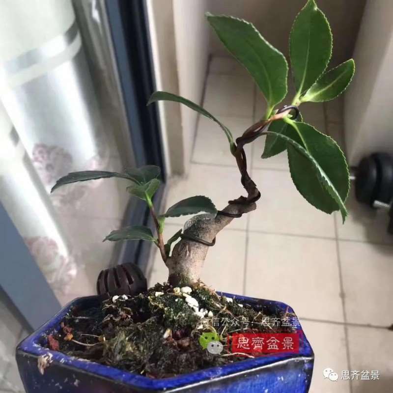 图解 茶梅熟桩25个月怎么制作成微型盆景