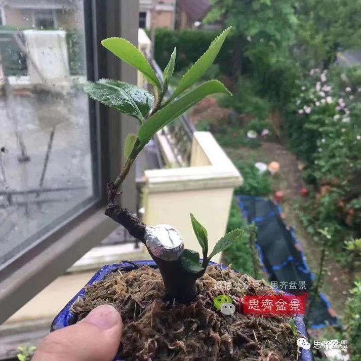 图解 茶梅熟桩25个月怎么制作成微型盆景