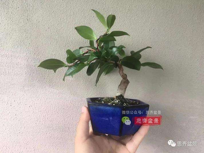 图解 茶梅熟桩25个月怎么制作成微型盆景
