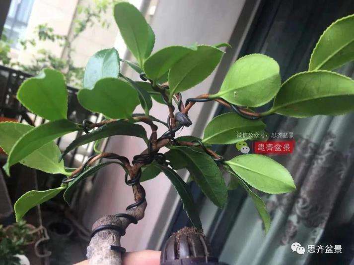 图解 茶梅熟桩25个月怎么制作成微型盆景