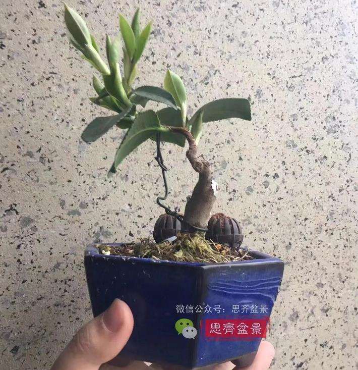 图解 茶梅熟桩25个月怎么制作成微型盆景