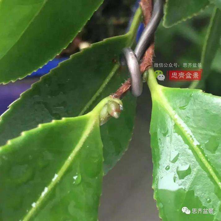 图解 茶梅熟桩25个月怎么制作成微型盆景