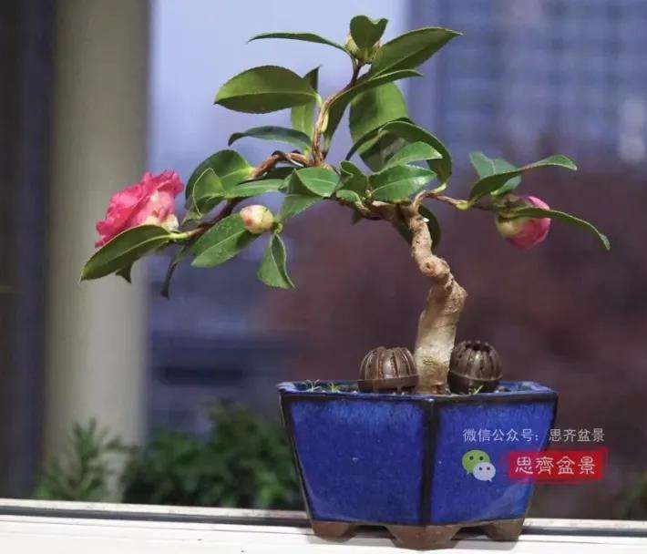 图解 茶梅熟桩25个月怎么制作成微型盆景