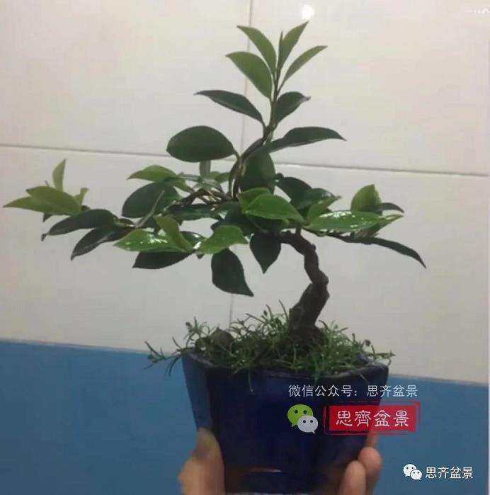 图解 茶梅熟桩25个月怎么制作成微型盆景