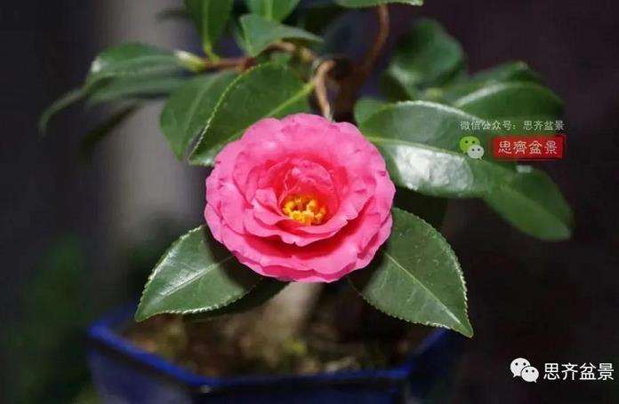 图解 茶梅熟桩25个月怎么制作成微型盆景