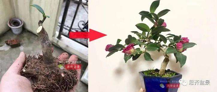 图解 茶梅熟桩25个月怎么制作成微型盆景