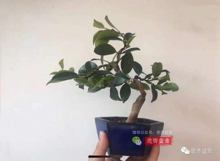 图解 茶梅熟桩25个月怎么制作成微型盆景