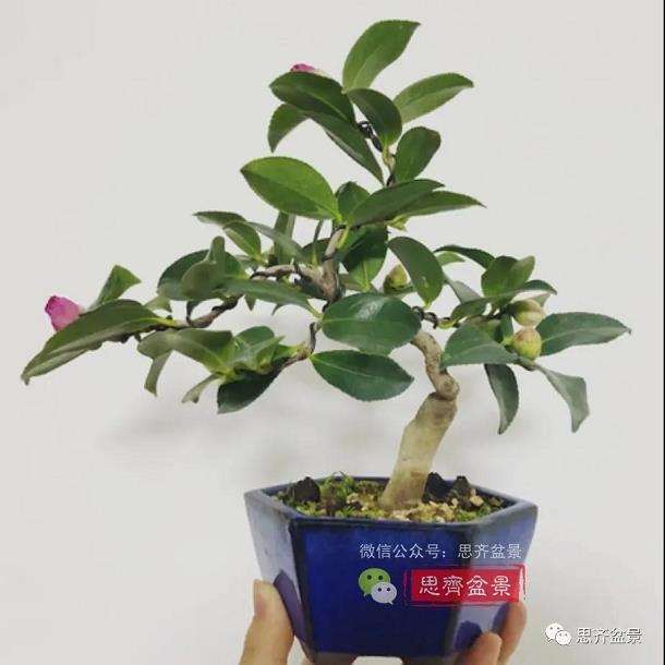 图解 茶梅熟桩25个月怎么制作成微型盆景