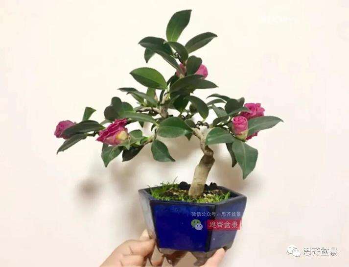 图解 茶梅熟桩25个月怎么制作成微型盆景