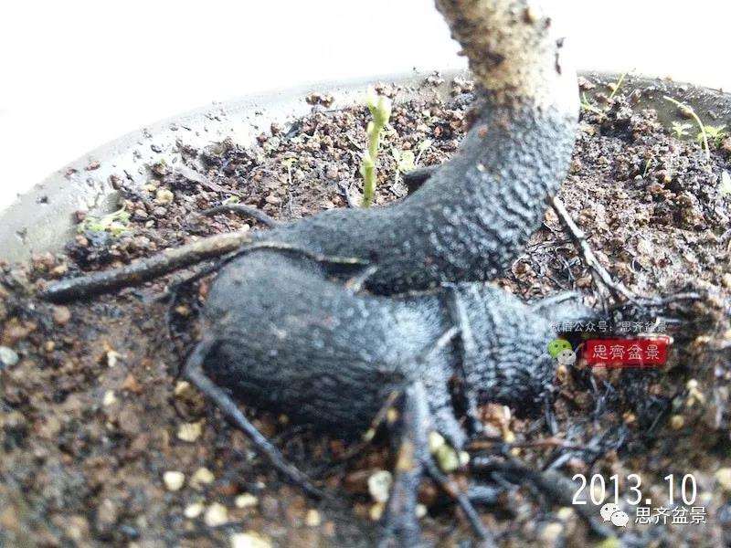 图解 高干老鸦柿8年改作成矮霸盆景的过程