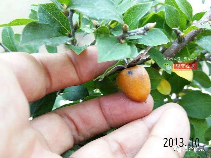 图解 高干老鸦柿8年改作成矮霸盆景的过程