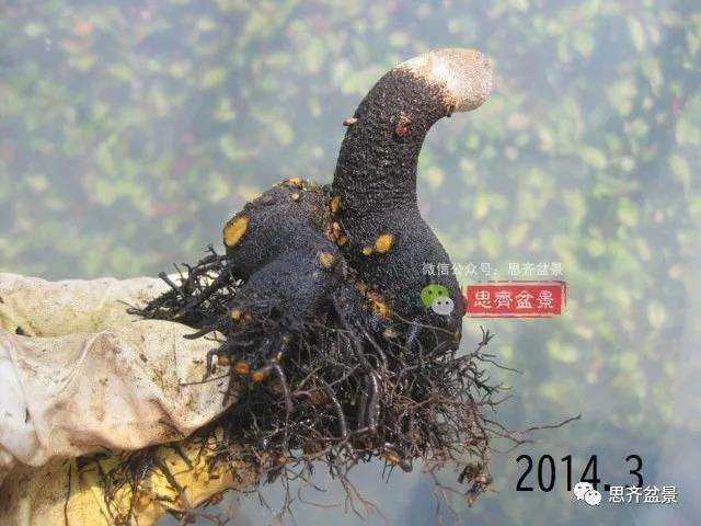 图解 高干老鸦柿8年改作成矮霸盆景的过程