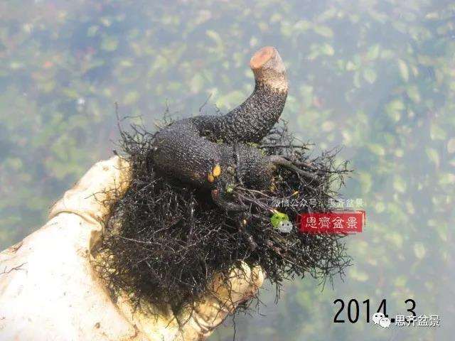 图解 高干老鸦柿8年改作成矮霸盆景的过程