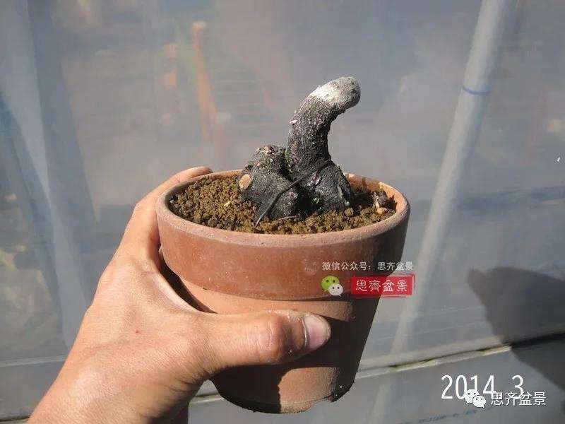 图解 高干老鸦柿8年改作成矮霸盆景的过程