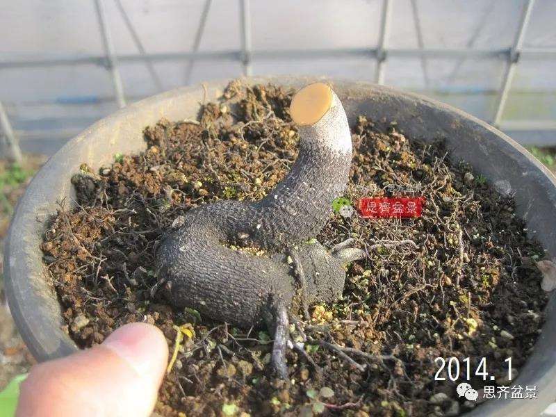 图解 高干老鸦柿8年改作成矮霸盆景的过程