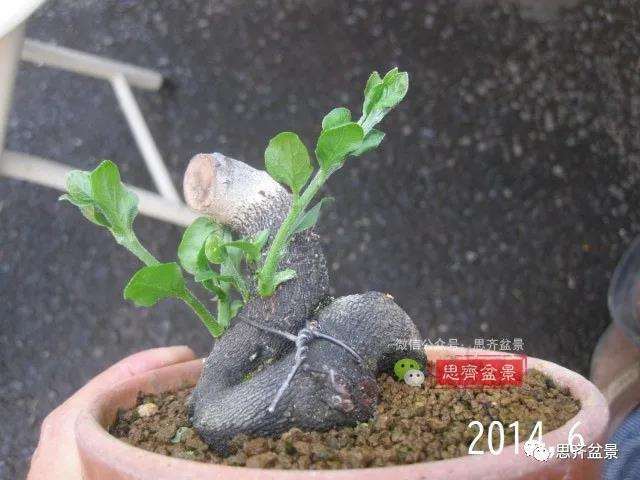 图解 高干老鸦柿8年改作成矮霸盆景的过程