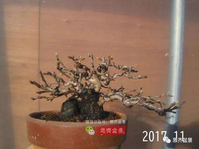 图解 高干老鸦柿8年改作成矮霸盆景的过程