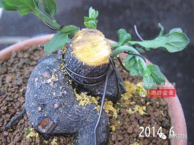 图解 高干老鸦柿8年改作成矮霸盆景的过程