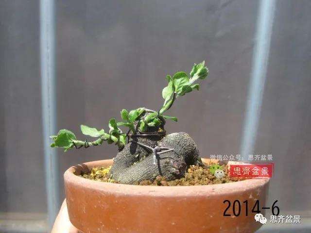 图解 高干老鸦柿8年改作成矮霸盆景的过程