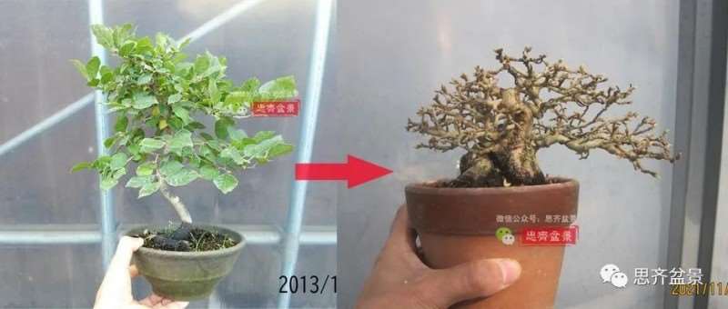 图解 高干老鸦柿8年改作成矮霸盆景的过程