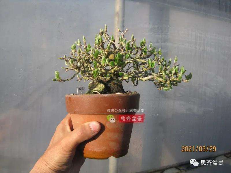 图解 高干老鸦柿8年改作成矮霸盆景的过程