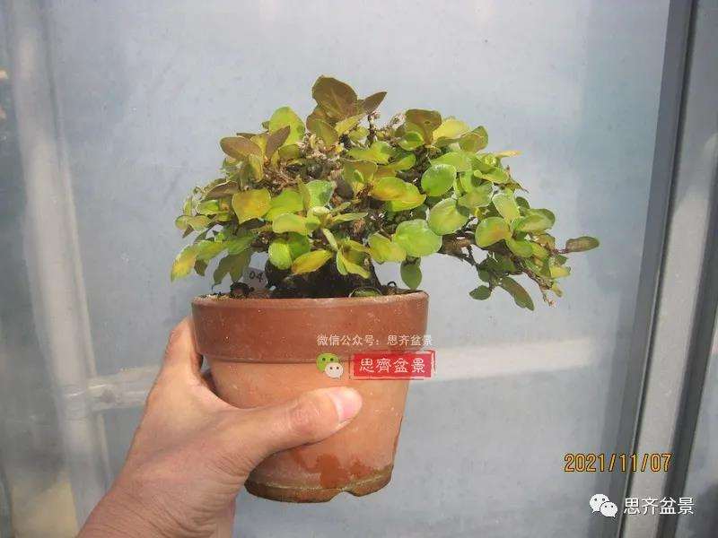 图解 高干老鸦柿8年改作成矮霸盆景的过程