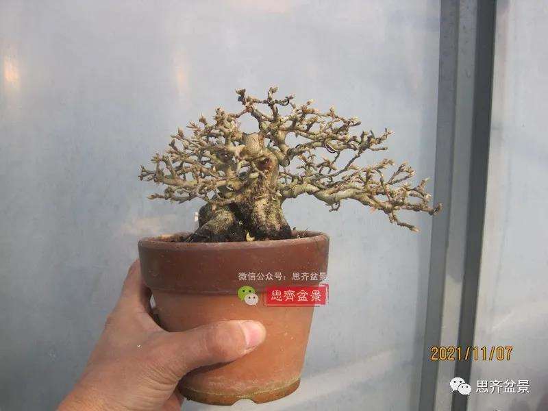 图解 高干老鸦柿8年改作成矮霸盆景的过程