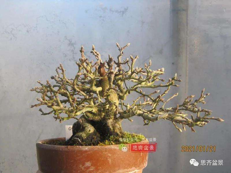 图解 高干老鸦柿8年改作成矮霸盆景的过程