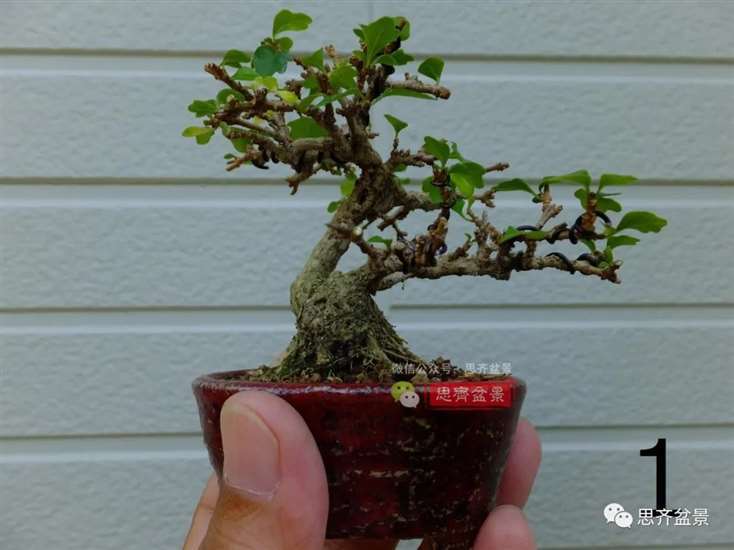 图解 微型双干香枫盆景6年的制作过程